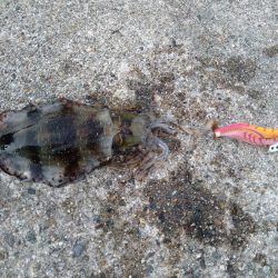 秋イカとしては自己記録